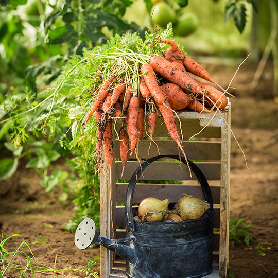 carrot fruits plants