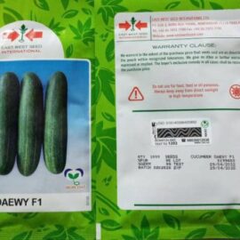 Cucumber Seed