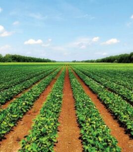 Just Nature Farm Land