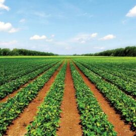 Just Nature Farm Land