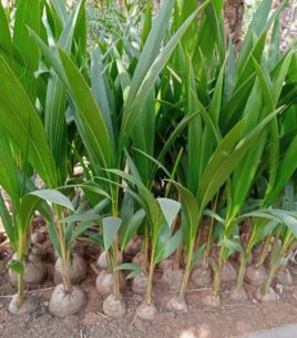Hybrid coconut seedlings