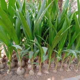 Hybrid coconut seedlings
