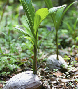 Palm Tree Seedlings