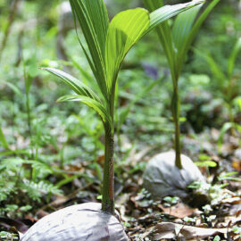 Palm Tree Seedlings