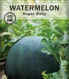 Sweet Sugar Baby | Watermelon Seedling