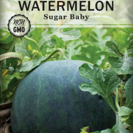 Sweet Sugar Baby | Watermelon Seedling